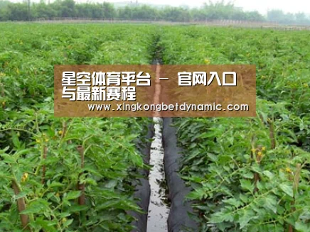 种植基地三